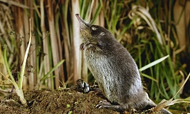 Выхухоль или водяной крот?