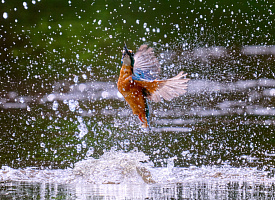 До окончания приема работ на фотоконкурс “Дикая природа Беларуси 2025” — меньше месяца