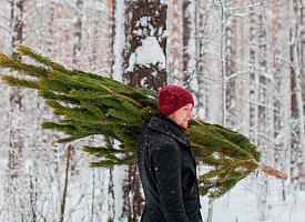 ЖКХ Минска объявило акцию “Ёлки в щепки”. Где и когда можно сдать ёлки, сосны и пихты?