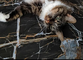 “Пол подбирайте под цвет кота” – Лучшие советы из Threads от тех, кто пережил ремонт