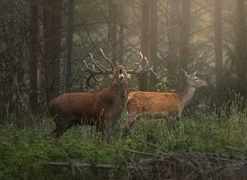 Кто победил в трех номинациях фотоконкурса “Дикая природа Беларуси 2025”?