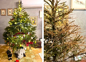 “Ёлка за 250 рублей простояла 3 дня” – Главред Smartpress.by купила дерево и осталась с голыми ветками