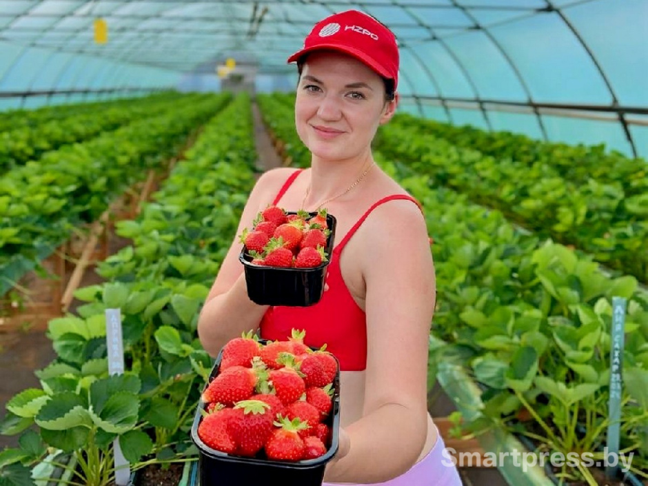 Клубника и бизнес