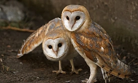 Рассказываем про сипуху – самую "плюшевую" и голосистую сову