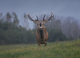 Олень-драчун и зубр-”стесняшка”. Работы финалистов конкурса “Дикая природа Беларуси 2025” (Ч. 2)