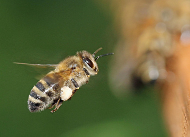 Могут “отключать” старение и общаются танцем: почему пчелиный рой – настоящий суперорганизм