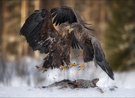До конца подачи заявок на фотоконкурс “Дикая природа Беларуси 2025” осталось 9 дней