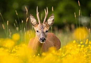 Косули: могут откладывать роды и притворяться собаками
