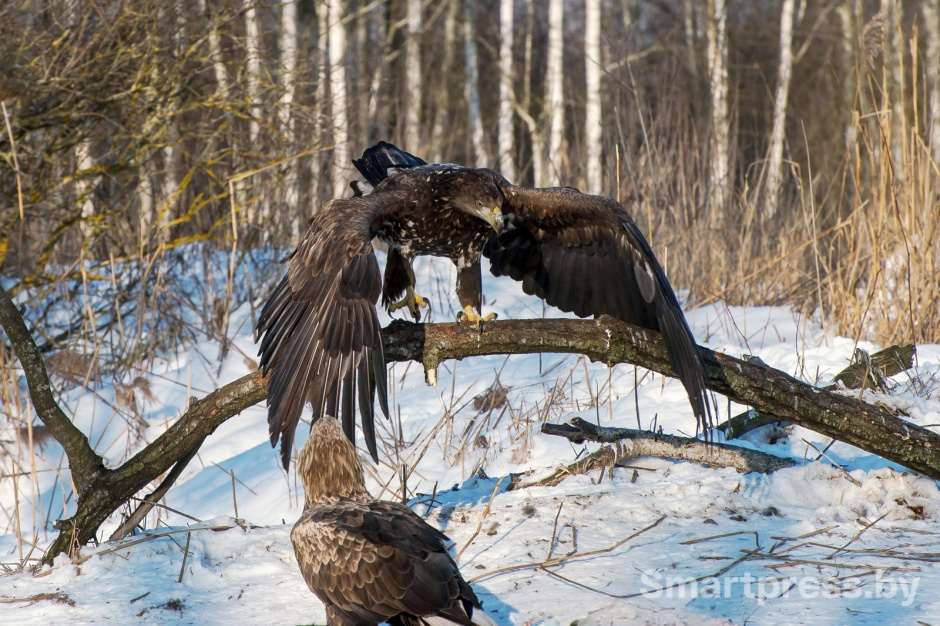 8-Орланы-белохвосты.jpg 8-Орланы-белохвосты.jpg