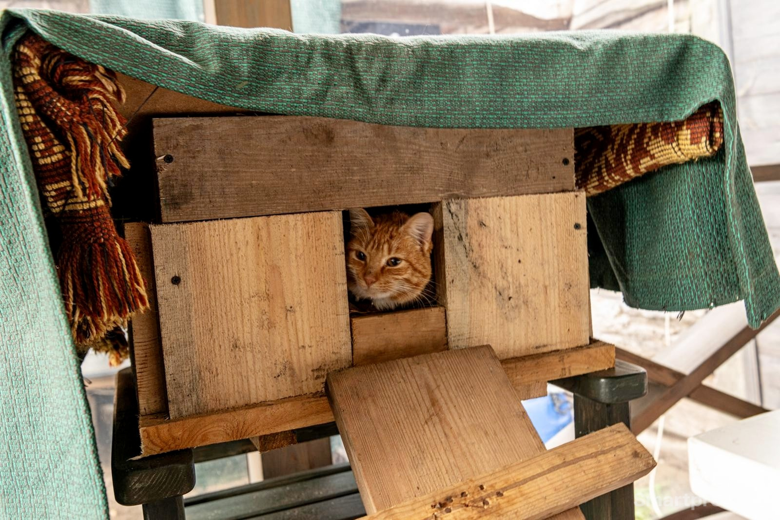 28-Рыжая кошка в деревянном домике.jpg
