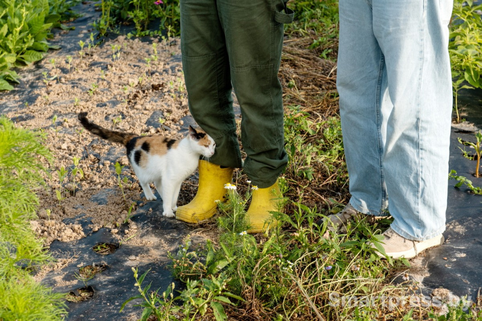 8-Основная помощница ребят кошка Печенька.jpg