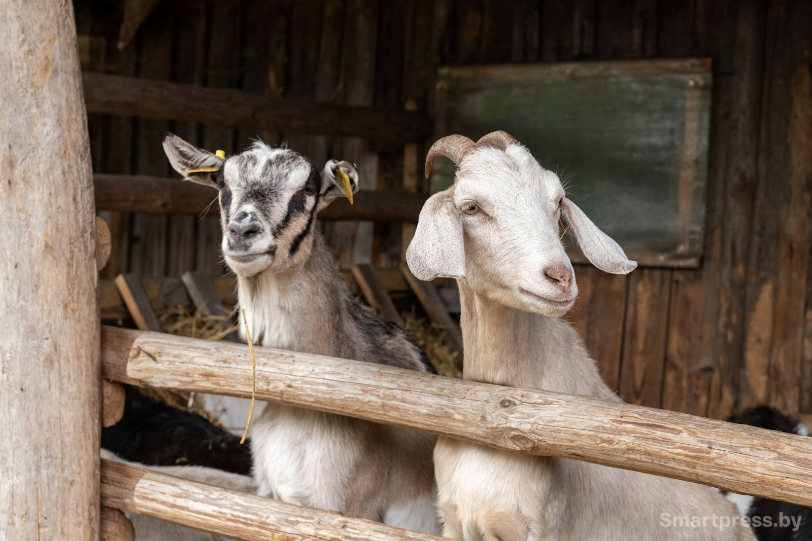 18-Козья ферма в деревне Высокое.jpg