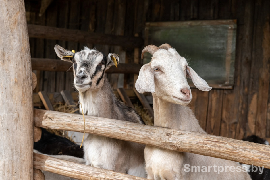 18-Козья ферма в деревне Высокое.jpg