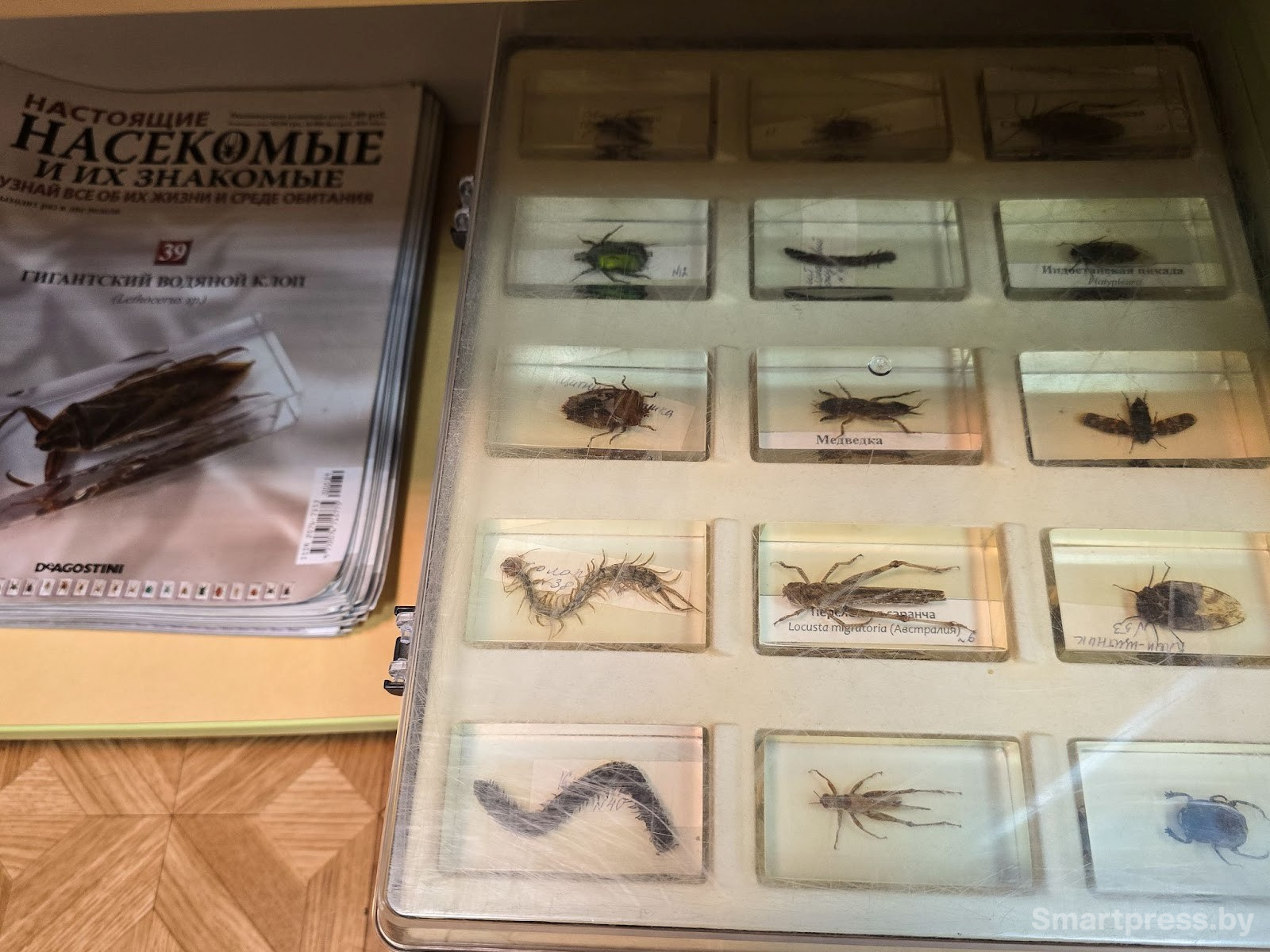 Пособия по изучению насекомых в библиотеке.jpg
