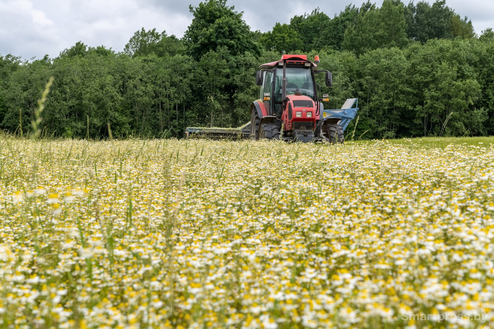 1-Трактор собирает ромашку в деревне Пищалово.jpg