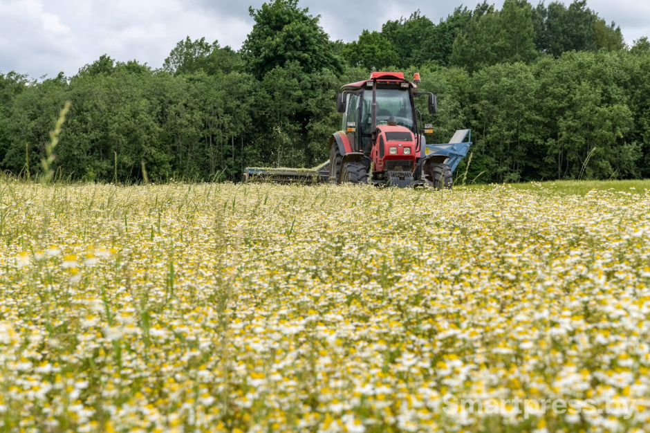 1-Трактор собирает ромашку в деревне Пищалово.jpg