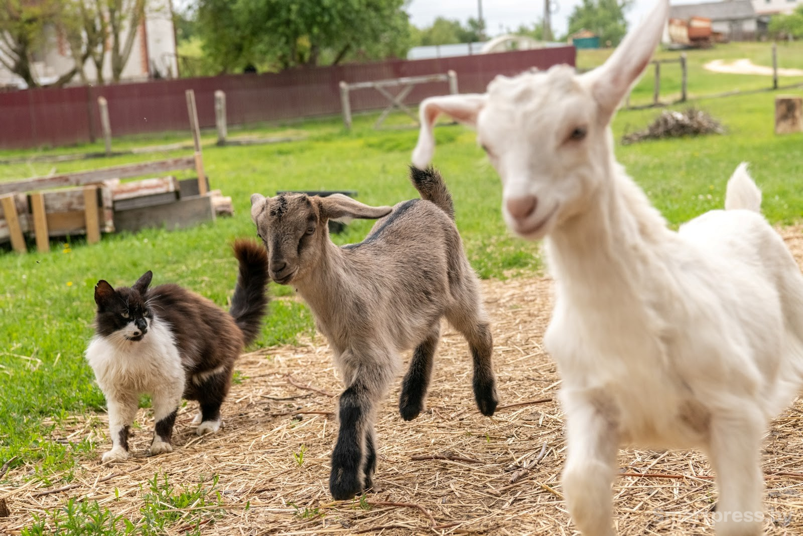 13-Козья ферма в деревне Высокое.jpg