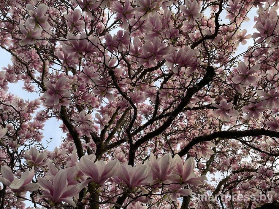 магнолия весна.jpg