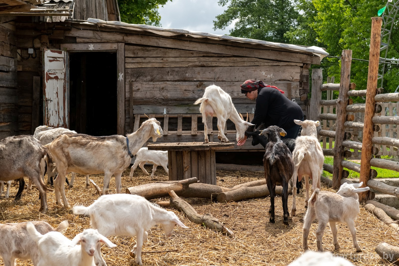 16-Козья ферма в деревне Высокое.jpg