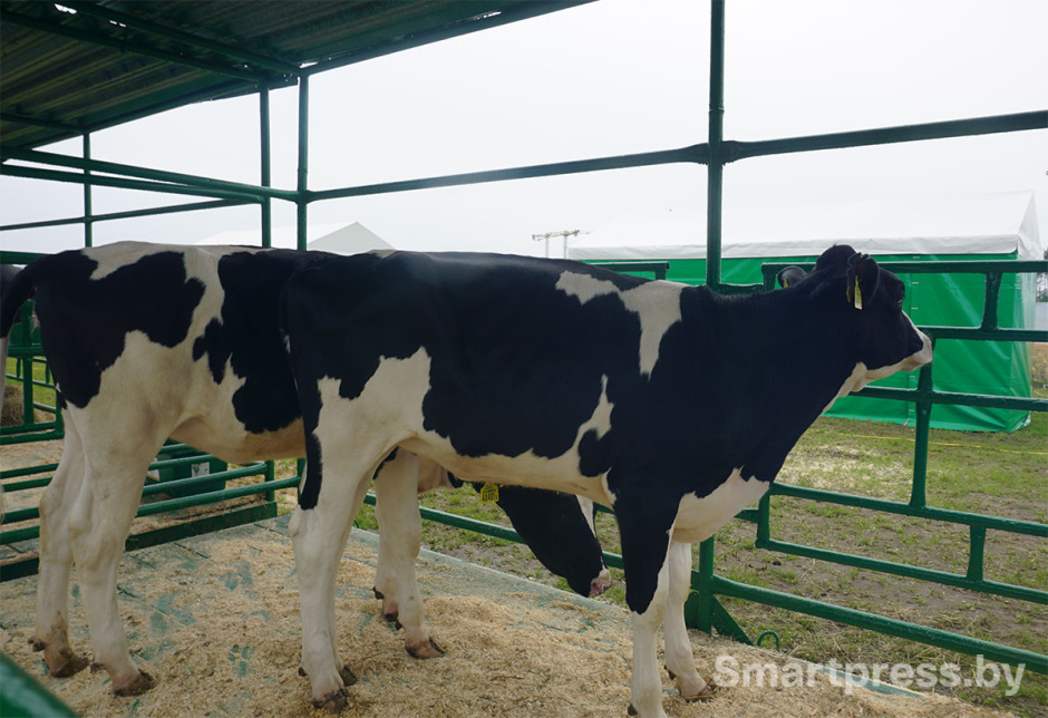 коровы голштинские.jpg