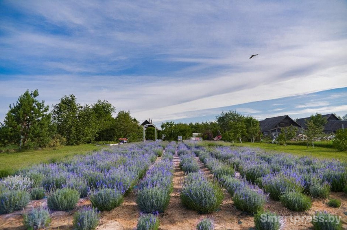 21-Лавандовый сад в деревне Барово.jpg