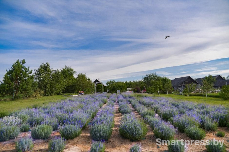 21-Лавандовый сад в деревне Барово.jpg