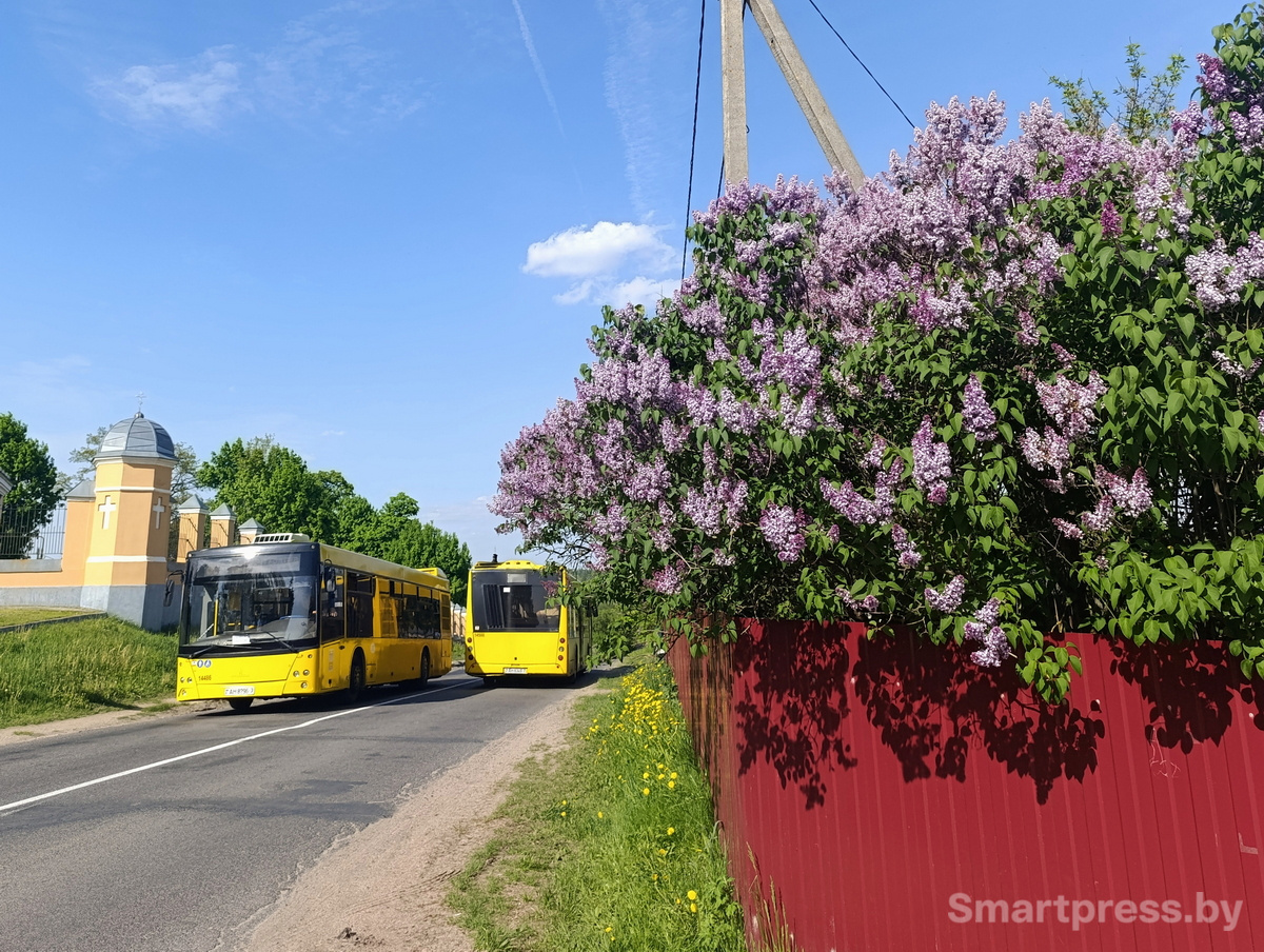 сирень