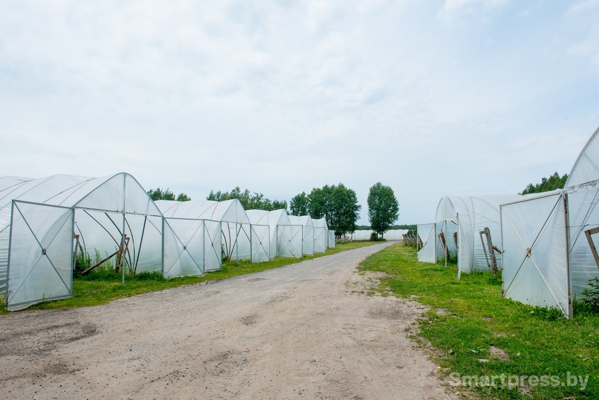 20-Теплицы в хозяйстве АгроЯгодка.jpg
