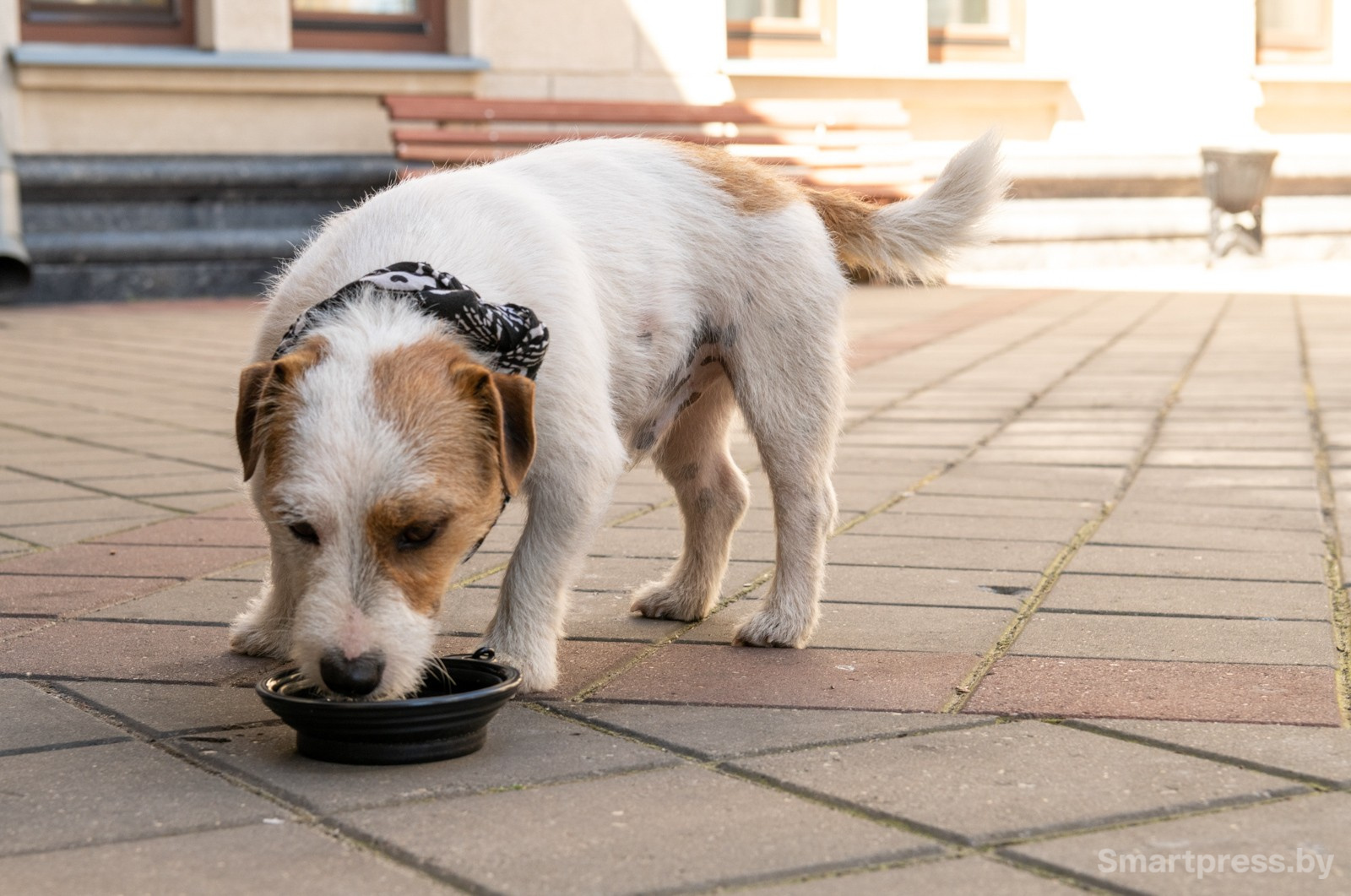 10-Джек-рассел-терьер Джеки.jpg 10-Джек-рассел-терьер Джеки.jpg