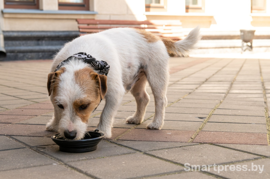 10-Джек-рассел-терьер Джеки.jpg