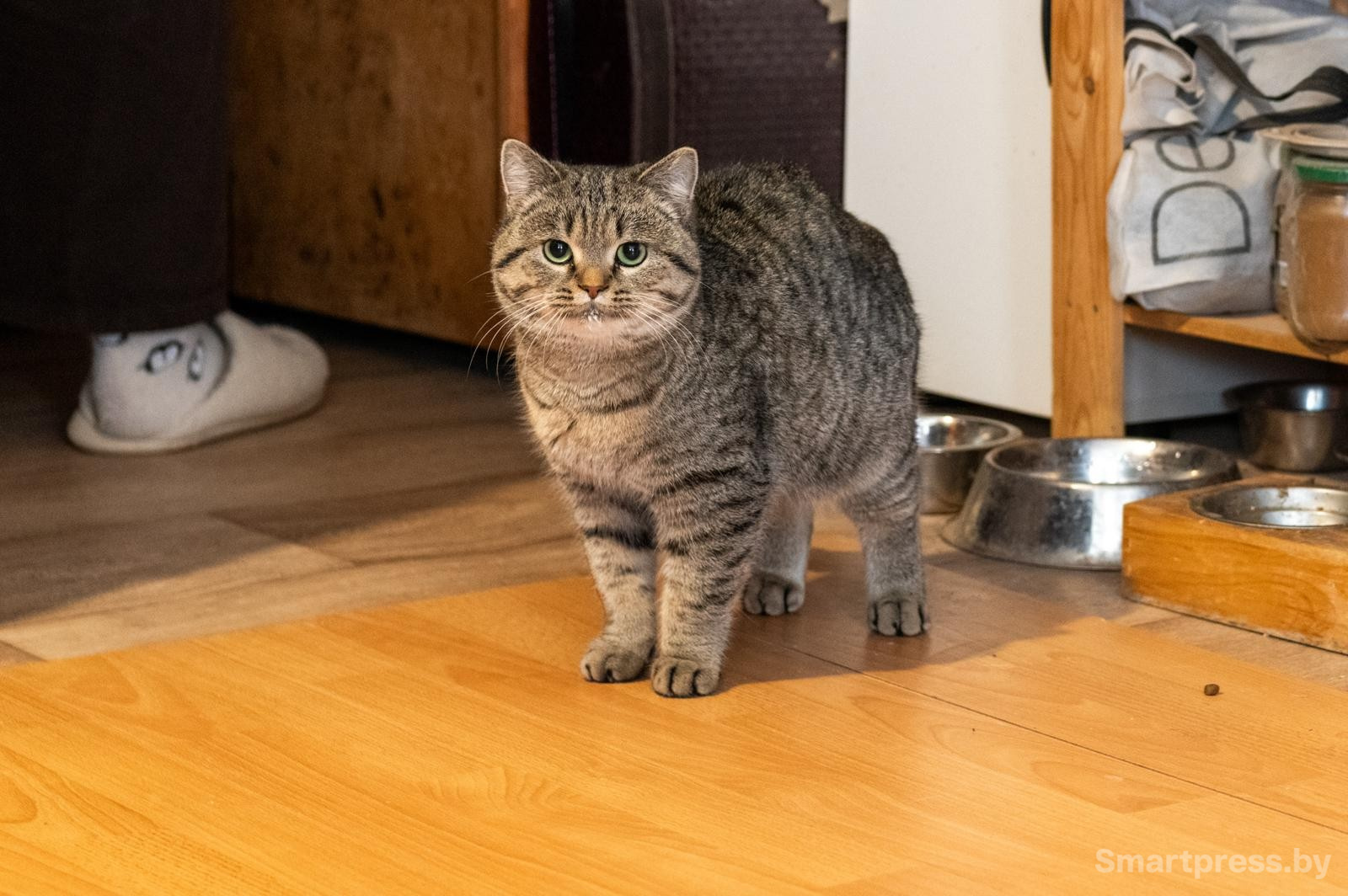 26-Кошка Майси.jpg