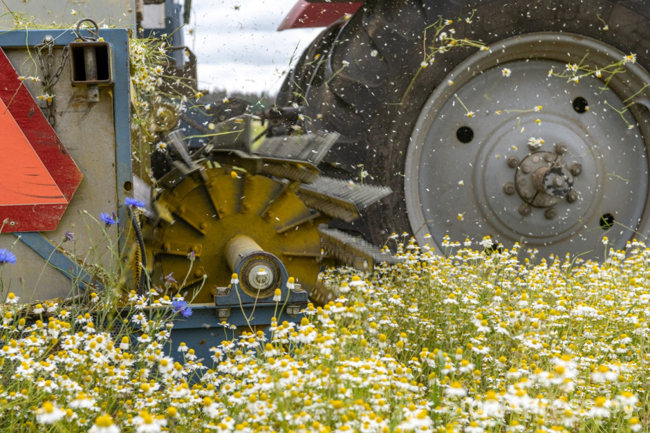9-Как собирают ромашку в деревне Пищалово.jpg