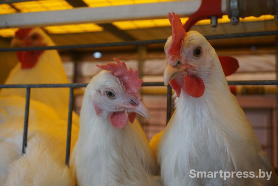 яичные куры.jpg