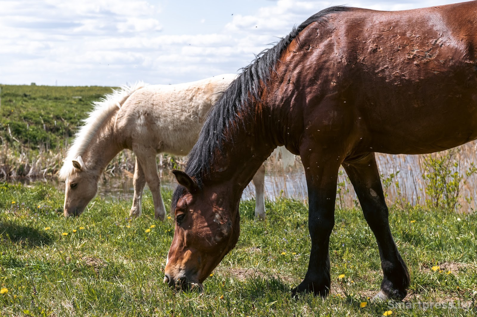 21-Лошади полесской породу в Воложинском районе.jpg 21-Лошади полесской породу в Воложинском районе.jpg