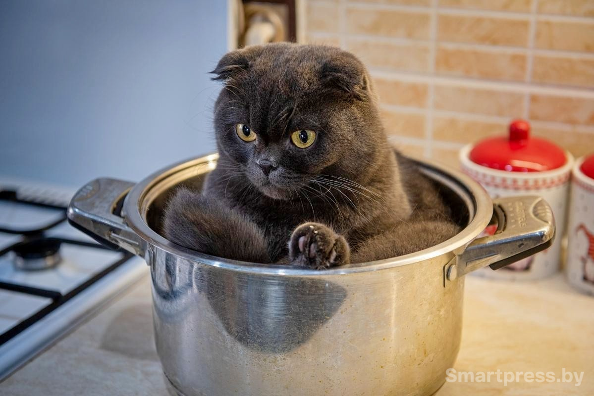 14-Боня в кастрюльке.jpg