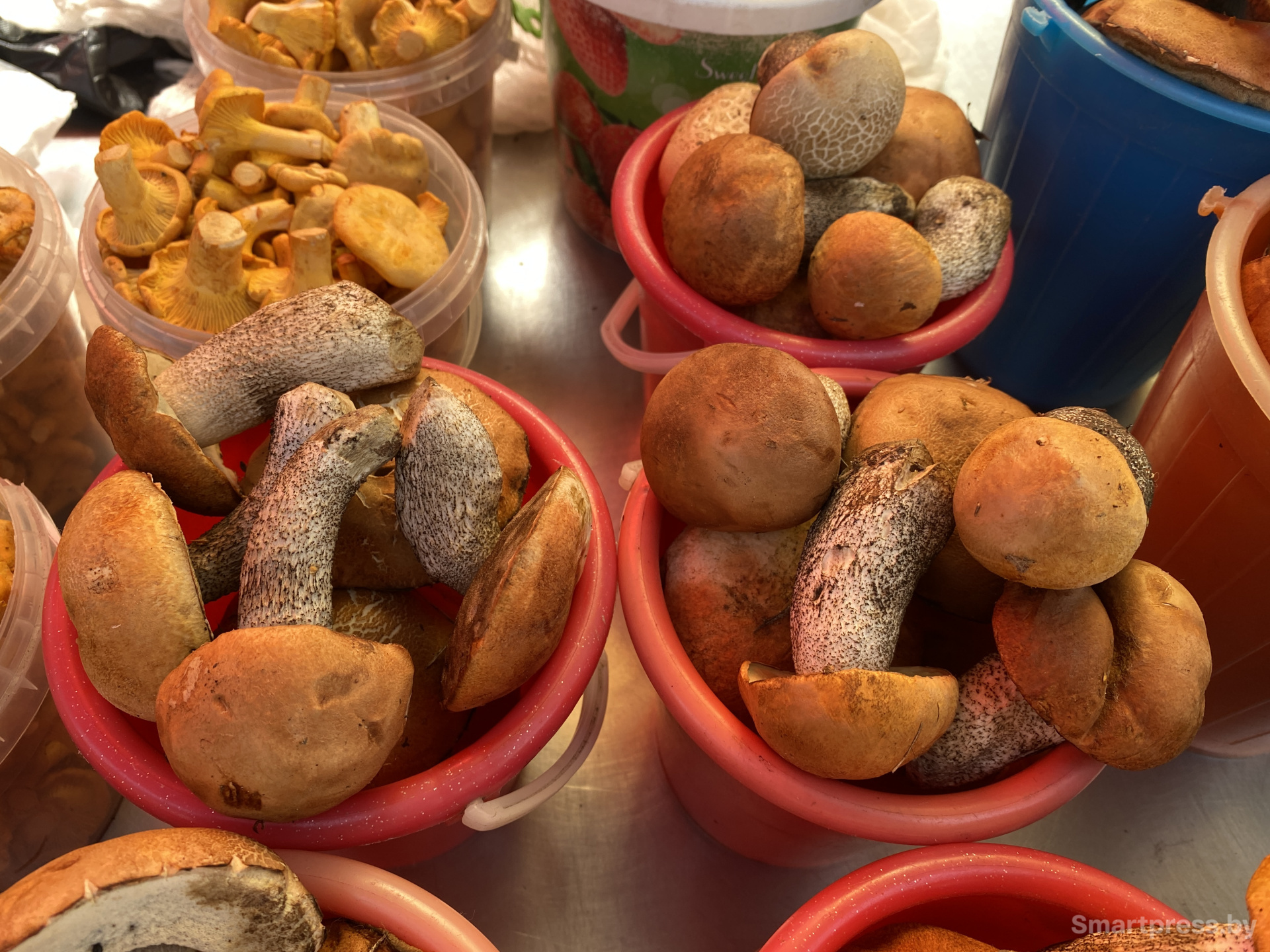 Молодые подосиновики