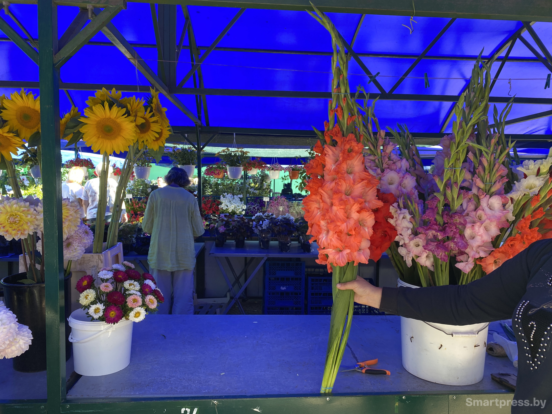 Высокие гладиолусы