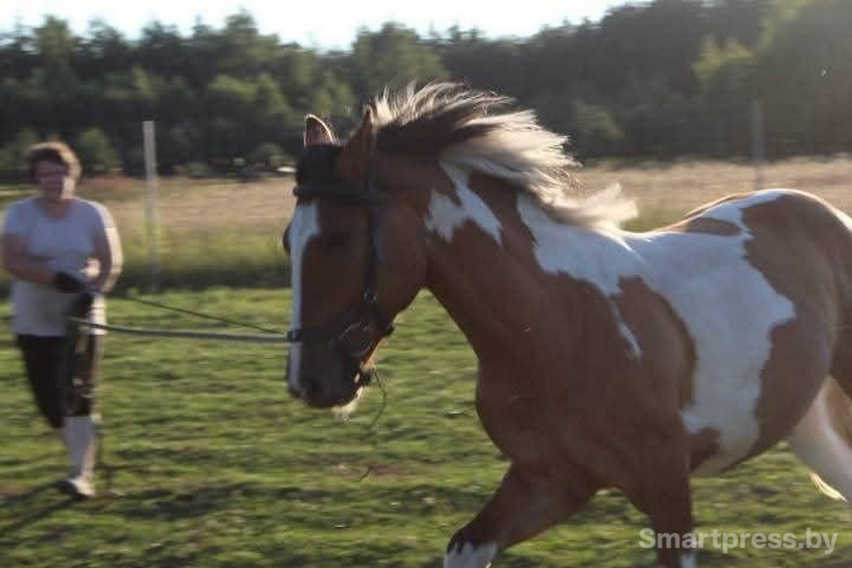 17-Конь Снежа.jpg