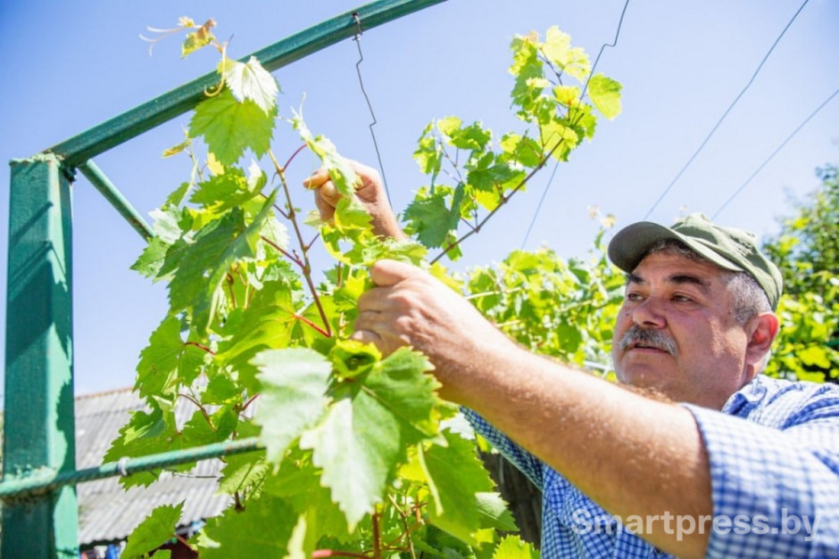 11-Николай Кастравец и его виноград.jpg