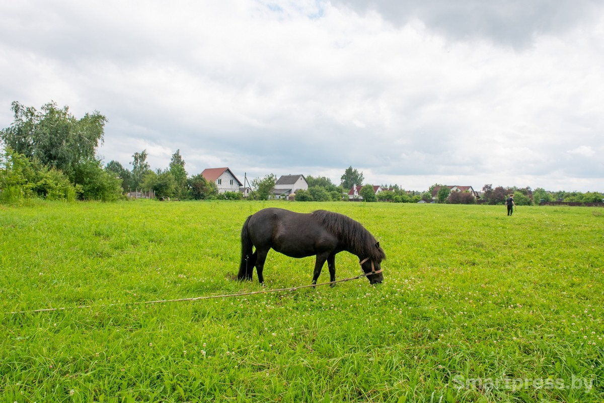 26-Пони Сирень на выпасе.jpg