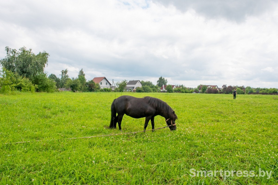 26-Пони Сирень на выпасе.jpg