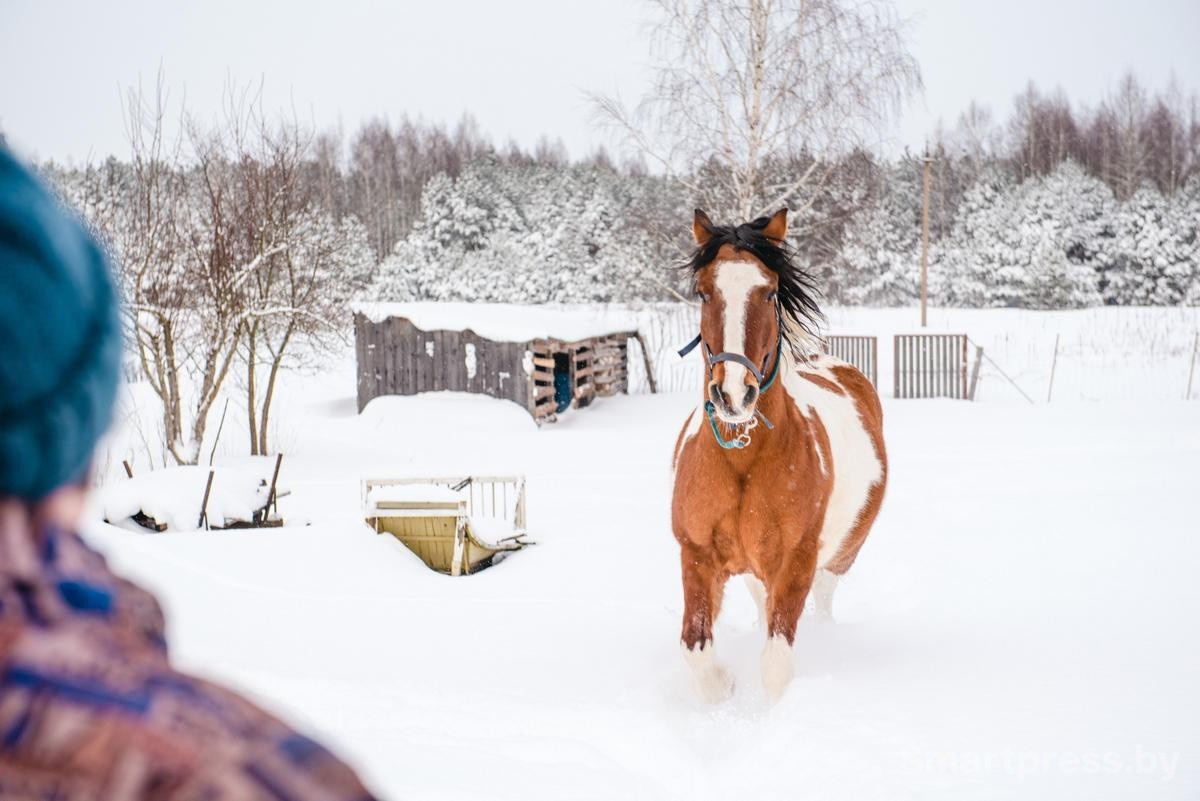 16-Конь Снежа.jpg