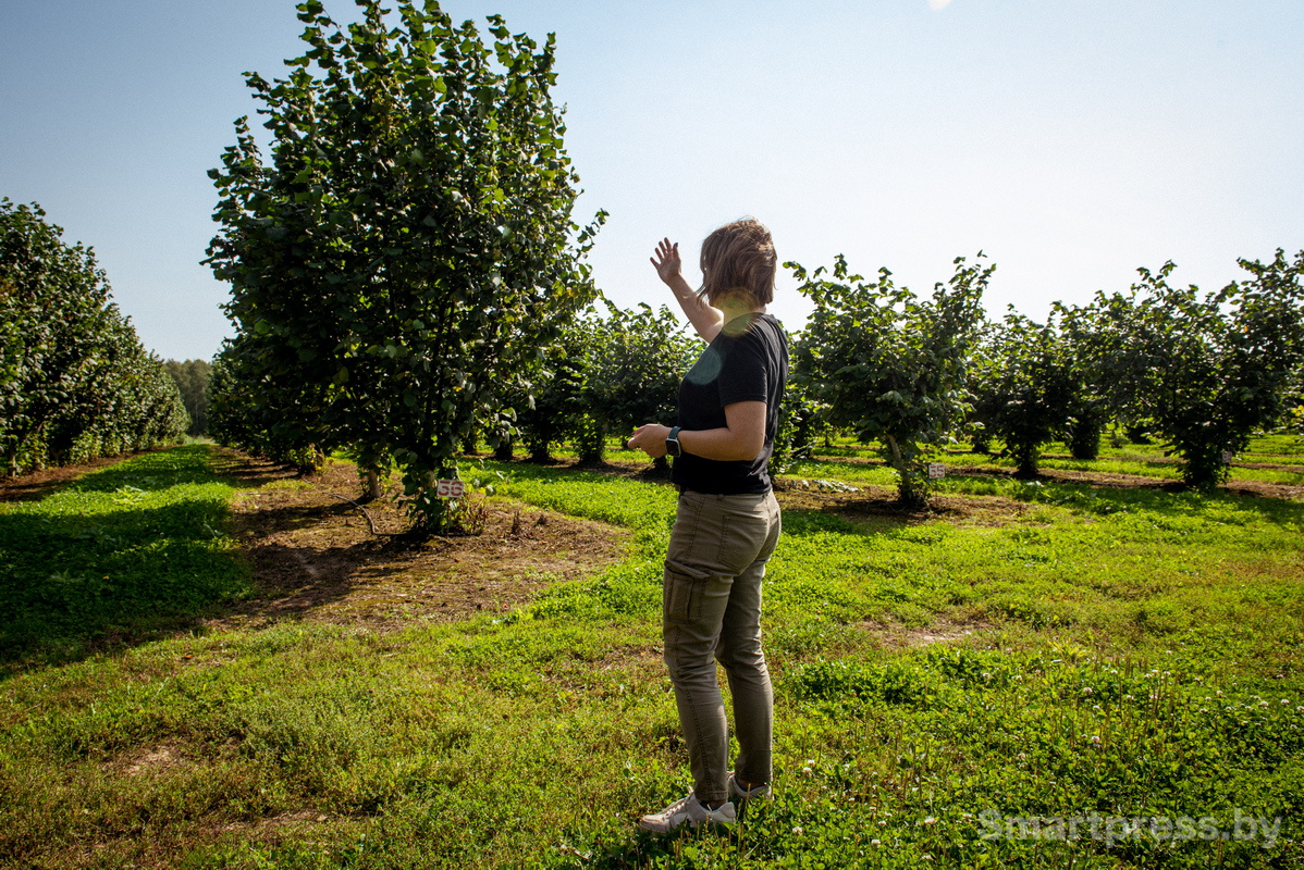 Фундоковый сад (16).jpg