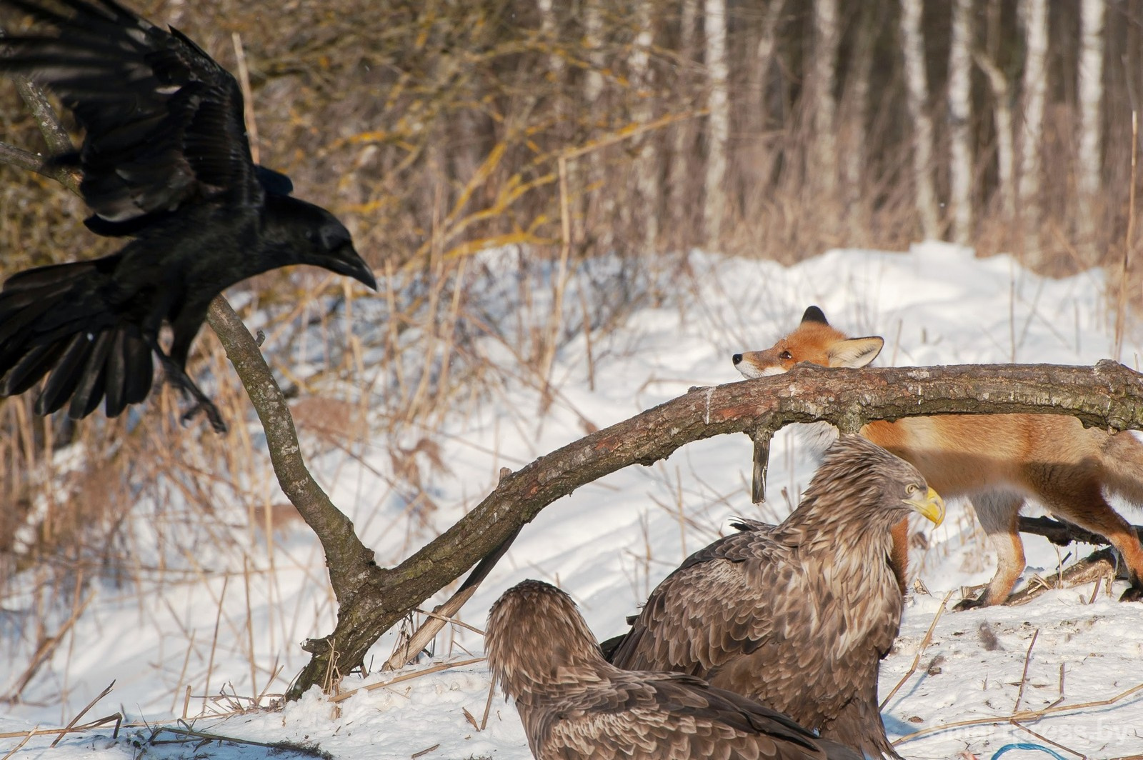 10-Ворон лиса и орлан-белохвост.jpg