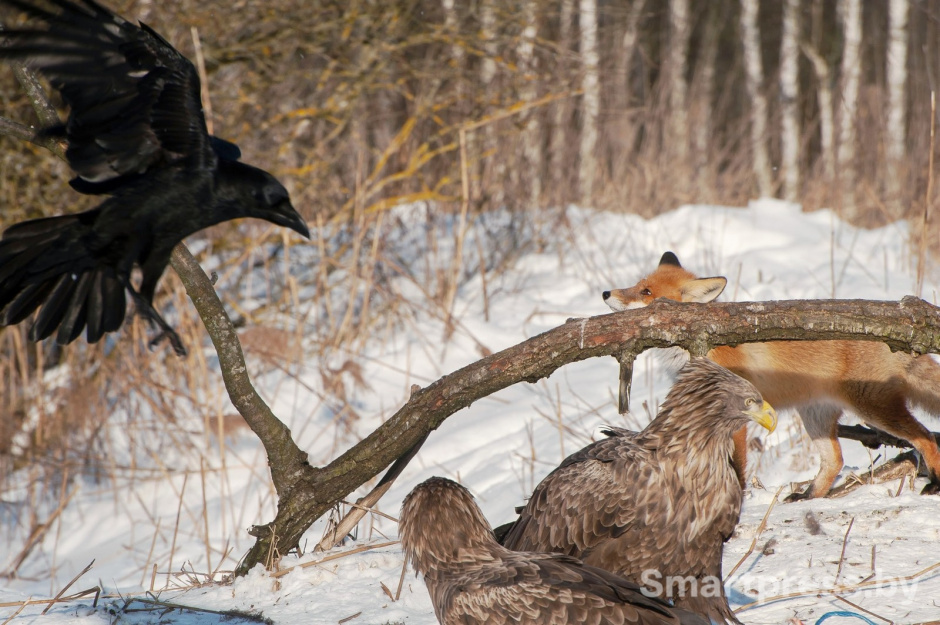 10-Ворон лиса и орлан-белохвост.jpg 10-Ворон лиса и орлан-белохвост.jpg