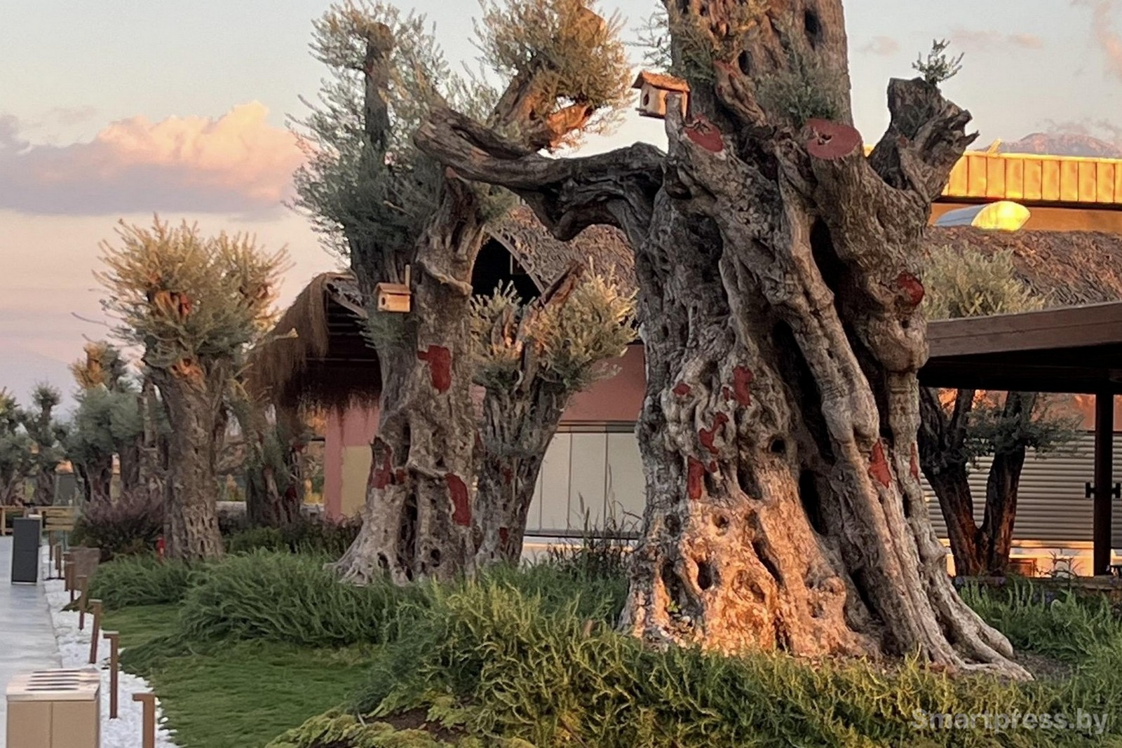 40-Оливковые деревья на территории отеля XO Cape Arnna.jpg