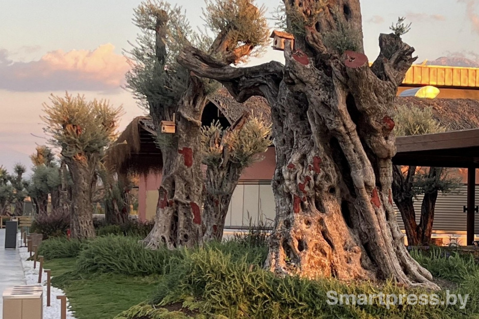 40-Оливковые деревья на территории отеля XO Cape Arnna.jpg