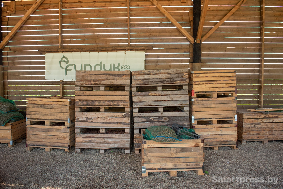 Фундоковый сад (25).jpg