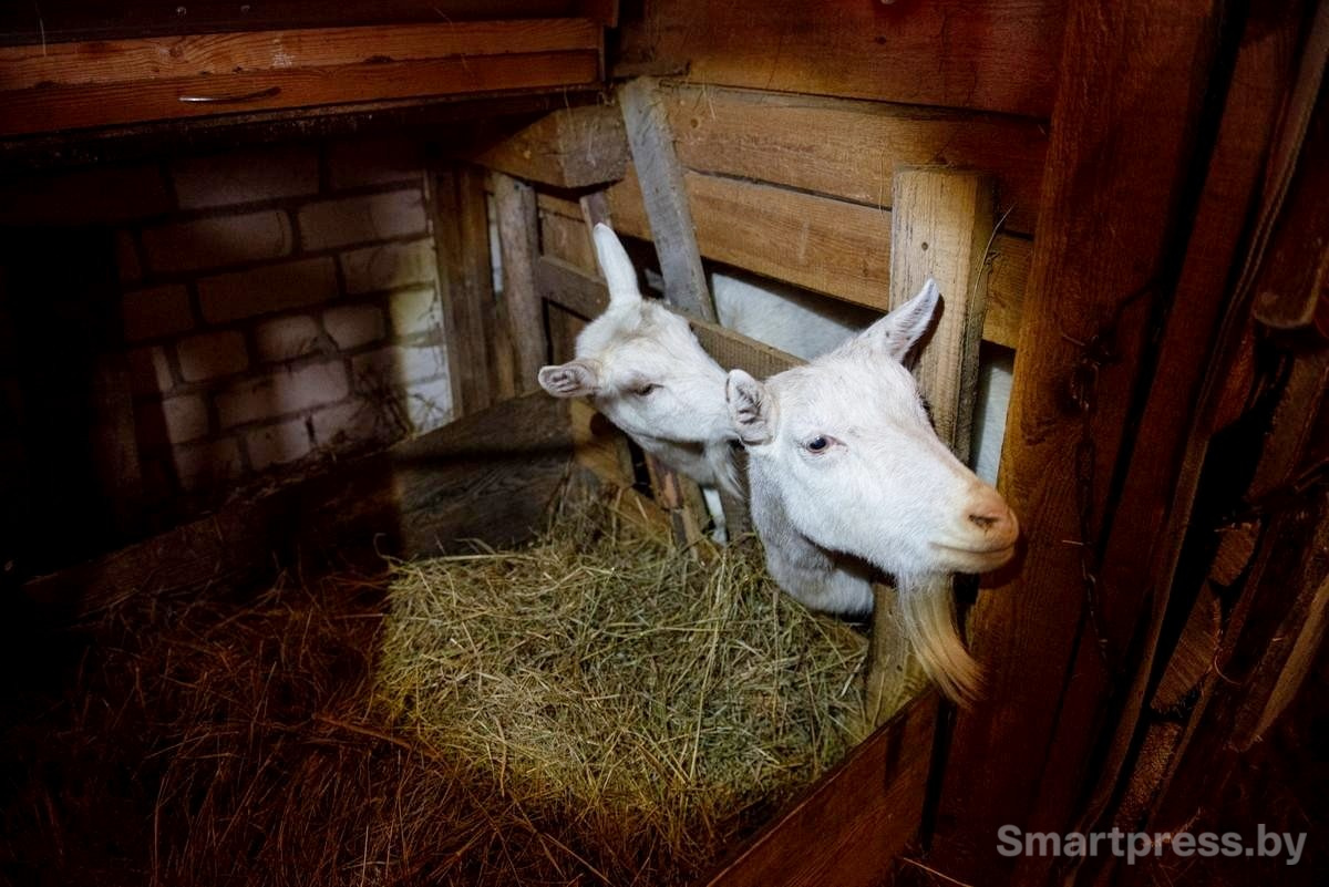 23-Козы в стойле.jpg