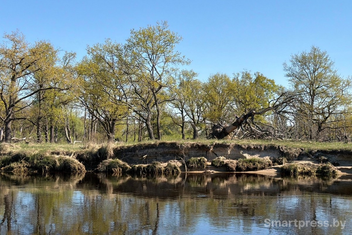 12-Пойменные леса Припяти.jpg